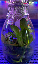 Load image into Gallery viewer, Flask - Phalaenopsis Sogo Shito 'F1941'