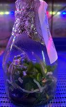 Load image into Gallery viewer, Flask - Phalaenopsis Hsinying Little Knight 'Trinitiy