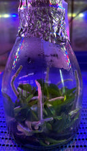 Load image into Gallery viewer, Flask - Phalaenopsis Hsinying Little Knight 'Trinitiy