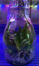 Load image into Gallery viewer, Flask - Phalaenopsis Hsinying Venus 'Grapefruit'