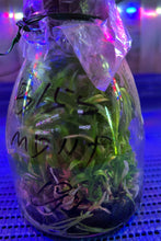 Load image into Gallery viewer, Flask - Dendrobium Taiwan Golden Brick (Stardust x Lai's Pearl Queen)