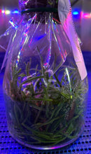 Load image into Gallery viewer, Flask - Chiloschista viridiflava (Leaf Less Orchid) - Species