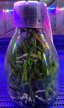 Load image into Gallery viewer, Flask - Dendrobium Den. Chanthaboon Sunrise