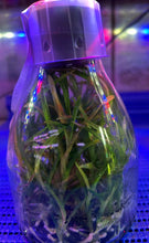 Load image into Gallery viewer, Flask - Dendrobium Den. Chanthaboon Sunrise