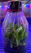 Load image into Gallery viewer, Flask - Paphiopedilum Paph. philippinense album - Slipper Orchid species