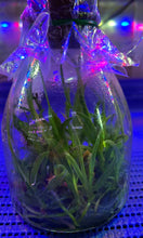 Load image into Gallery viewer, Flask - Cattleya purpurata sanguinea flamea x Circle of Life