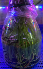 Load image into Gallery viewer, Flask - Cattleya Golden Peacock