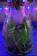 Load image into Gallery viewer, Flask - Phalaenopsis Sedirea japonica