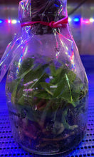 Load image into Gallery viewer, Flask - Paphiopedilum Paph Mukoyama Green x Doya Impulse - Slipper Orchid