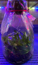 Load image into Gallery viewer, Flask - Paphiopedilum Paph Wossner Alpine Glow (thaianum x vietnamense) - Slipper Orchid