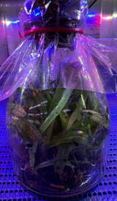 Load image into Gallery viewer, Flask - Paphiopedilum Paph In Charm Gold x Doya Green Pacific - Slipper Orchid