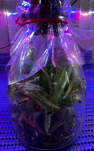 Load image into Gallery viewer, Flask - Paphiopedilum Paph In Charm Gold x Doya Green Pacific - Slipper Orchid