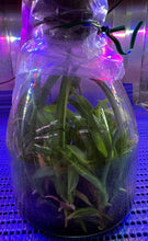 Load image into Gallery viewer, Flask - Cattleya Rlc Dick Smith 'Paradise'