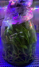 Load image into Gallery viewer, Flask - Cattleya Newberry Lava Burst