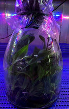 Load image into Gallery viewer, Flask - Cattleya Chien Ya Dawn 'Eagle of Desert'