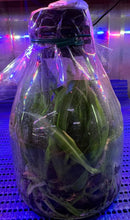 Load image into Gallery viewer, Flask - Cattleya Rlc Chief Queen Lightning (Chia Lin x Village Chief Talent)