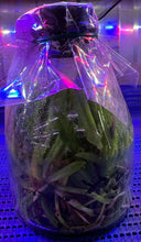 Load image into Gallery viewer, Flask - Cattleya Rlc Chief Queen Lightning (Chia Lin x Village Chief Talent)