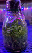 Load image into Gallery viewer, Flask - Catasetum Monnierara Millennium Magic 'Witchcraft' AM AOS