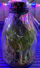 Load image into Gallery viewer, Flask - BLACK ORCHID - Fredclarkeara After Dark 'SVO Black Pearl' FCC - AOS catasetum