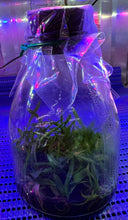 Load image into Gallery viewer, Flask - Vanda nana - Species