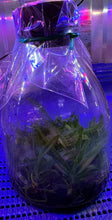 Load image into Gallery viewer, Flask - Vanda nana - Species