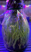 Load image into Gallery viewer, Flask - Catasetum Clowesetum Penang Waltz