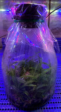Load image into Gallery viewer, Flask - Ascocentrum miniata 'CH #1 x self - Species
