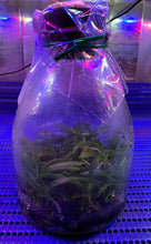 Load image into Gallery viewer, Flask - Ascocentrum miniata 'CH #1 x self - Species