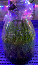 Load image into Gallery viewer, Flask - Anacheilium (E) radiatum 'Jeff's Select' - Species