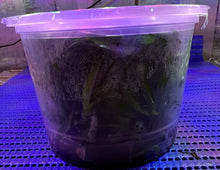 Load image into Gallery viewer, Flask - Oncidium Zygonisia Cynosure 'Blue Birds'