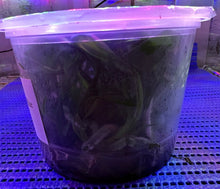 Load image into Gallery viewer, Flask - Oncidium Zygonisia Cynosure 'Blue Birds'