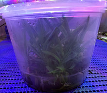 Load image into Gallery viewer, Flask - Vanda falcata 'red jewel'