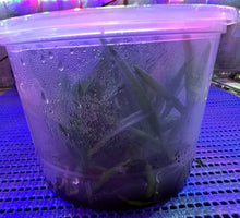 Load image into Gallery viewer, Flask - Vanda falcata 'red jewel'