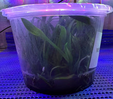 Load image into Gallery viewer, Flask - Cattleya Hiroshima Melody 'Blue Lagoon'