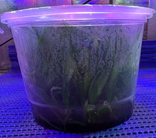 Load image into Gallery viewer, Flask - Cattleya Hiroshima Melody 'Blue Lagoon'