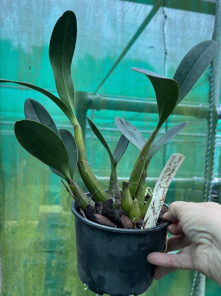 Orchid Seedling 125mm Pot size - Dendrobium speciosum pedunculatum 'Tumbi' x  grandiflorum 'Cania Gorge'  - King Orchid- - Australian Native