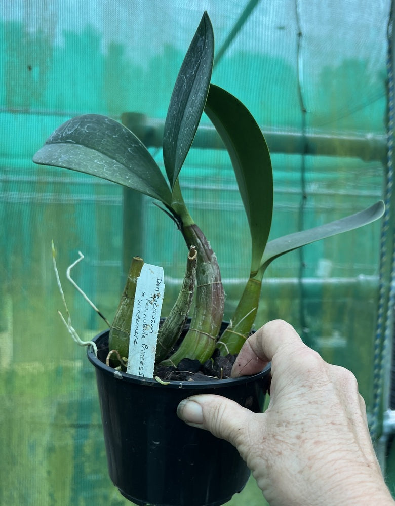 Orchid 125mm Pot size - Dendrobium speciosum Peninsula Princess x Windermere - King Orchid- - Australian Native