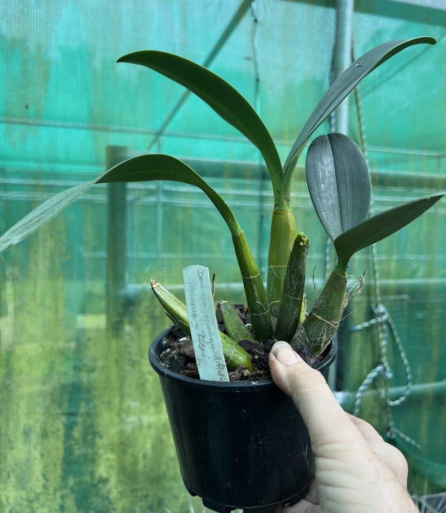 Orchid 125mm Pot size - Dendrobium speciosum grandiflorum 'Michelle' x 'Robyn' - King Orchid- - Australian Native