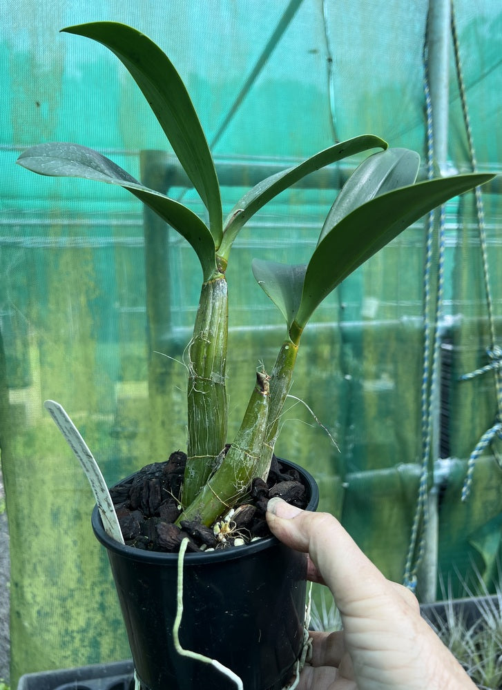 Orchid 125mm Pot size - Dendrobium speciosum grandiflorum 'NG' x pendunculatum 'Olivia' - King Orchid- - Australian Native