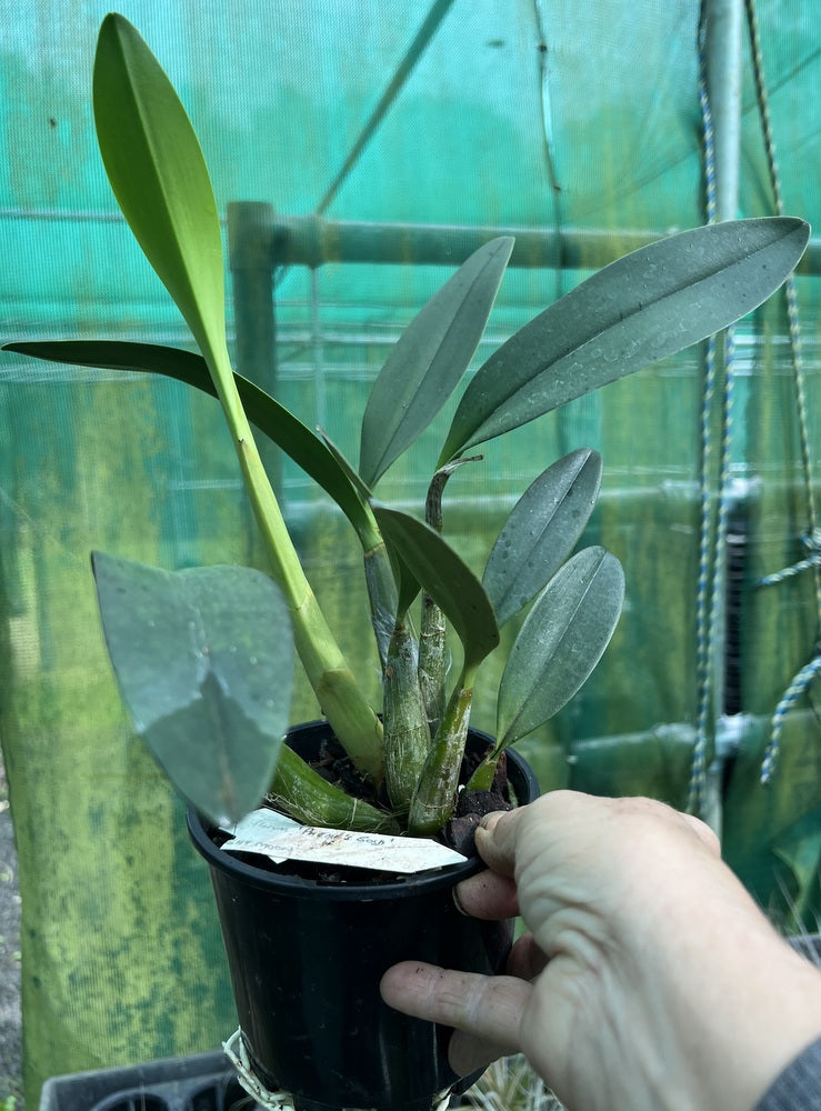 Orchid 125mm Pot size - Dendrobium speciosum grandiflorum 'Phena's Gold' x curvicaule 'Daylight Moon' - King Orchid- - Australian Native