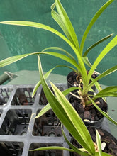 Load image into Gallery viewer, Orchid Seedling 50mm Pot Size - Cymbidium Yi Ying Red Gem (variegated leaves)
