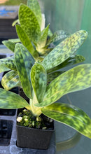 Load image into Gallery viewer, Orchid Seedling 50mm Pot Size - Paphiopedilum Mukalii x Doya Green Prince