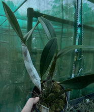 Load image into Gallery viewer, Orchid 125mm Pot size - Dendrobium speciosum grandiflorum 'Michelle' x 'Robyn' - King Orchid- - Australian Native