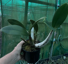 Load image into Gallery viewer, Orchid 125mm Pot size - Dendrobium speciosum grandiflorum 'Michelle' x 'Robyn' - King Orchid- - Australian Native