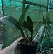 Load image into Gallery viewer, Orchid 125mm Pot size - Dendrobium speciosum grandiflorum 'Will's Gold' x 'Dave's Moon Gold' '- King Orchid- - Australian Native