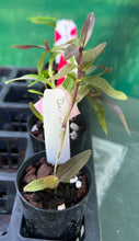 Load image into Gallery viewer, Orchid Seedling 50mm Pot Size - Dendrobium annae - Species