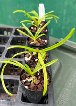 Load image into Gallery viewer, Orchid Seedling 50mm Pot size - Vanda perplexa x lilacina