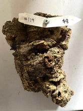 Load image into Gallery viewer, Real Raw Cork No 129 - Orchid, Plant Mounts, Terrariums, Pets