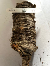 Load image into Gallery viewer, Real Raw Cork No 128 - Orchid, Plant Mounts, Terrariums, Pets