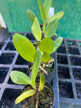 Load image into Gallery viewer, Orchid Seedling 50mm Pot Size - Cattleya Chomthong Fancy